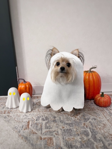 おばけコスチュームのワンコ