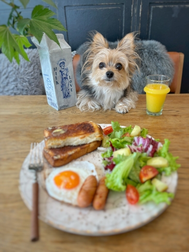 料理を見つめるワンコ