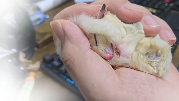 手に包まれたフクロモモンガのアップ