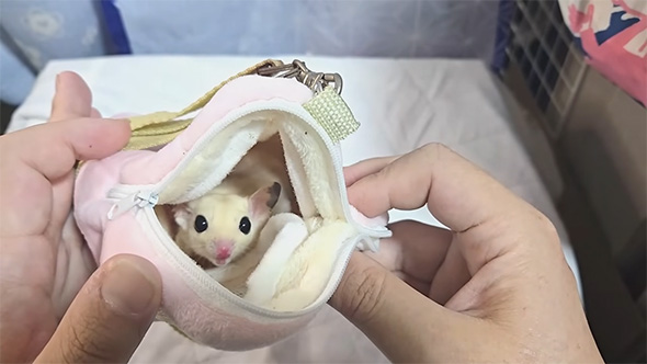 開けたポーチからこちらを見るフクロモモンガ