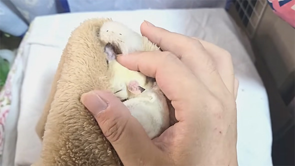 目を閉じてなでられるフクロモモンガ