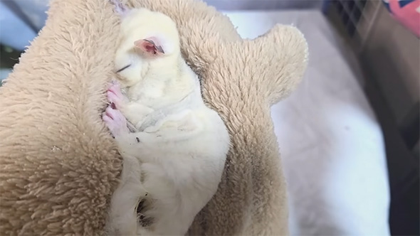 タオルに包まれて眠るフクロモモンガ