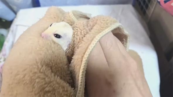 タオルから顔を出すフクロモモンガ