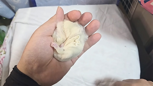 手のひらの上のフクロモモンガ