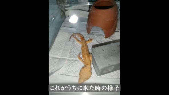 痩せ細ったレオパを看病