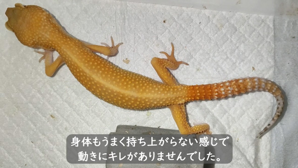 痩せ細ったレオパを看病