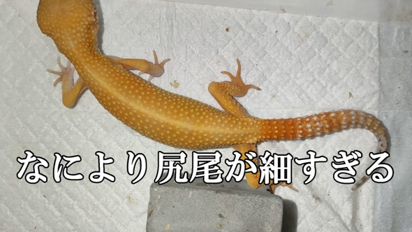 痩せ細ったレオパを看病