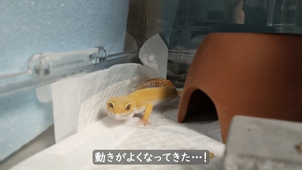 痩せ細ったレオパを看病