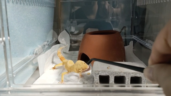 痩せ細ったレオパを看病