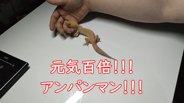 痩せ細ったレオパを看病