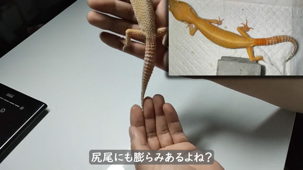 痩せ細ったレオパを看病