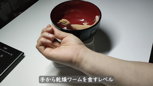 痩せ細ったレオパを看病