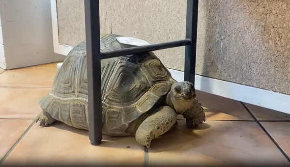 前に進めないカメ