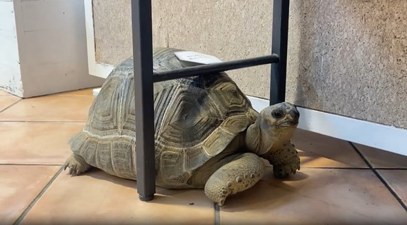 前に進めないカメ