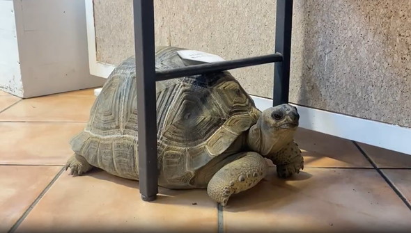 前に進めないカメ