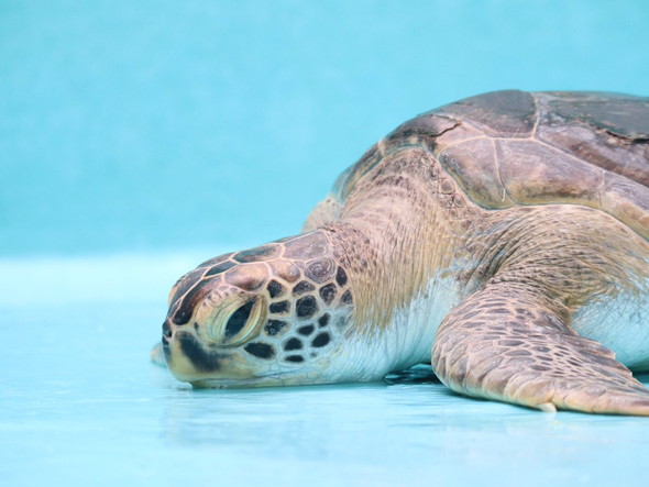 しょんぼりウミガメ