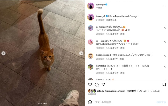 猫がお出迎え