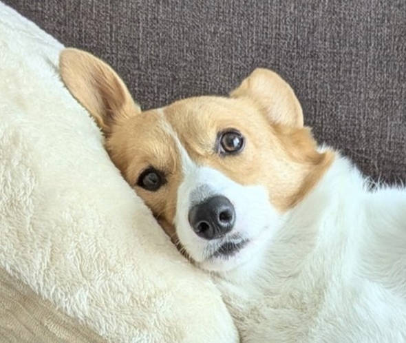 コーギーのこまち