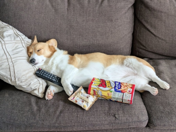 コーギーのこまち