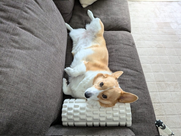 コーギーのこまち