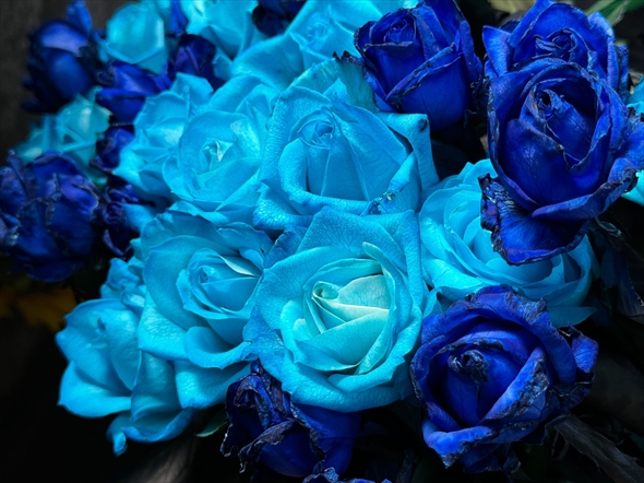 白石麻衣 中島健太 日本美術展覧会 日展 乃木坂46