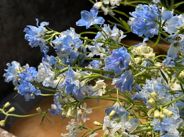 白石麻衣 中島健太 日本美術展覧会 日展 乃木坂46