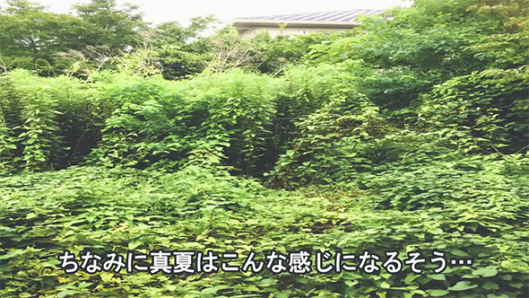 ちなみに真夏は