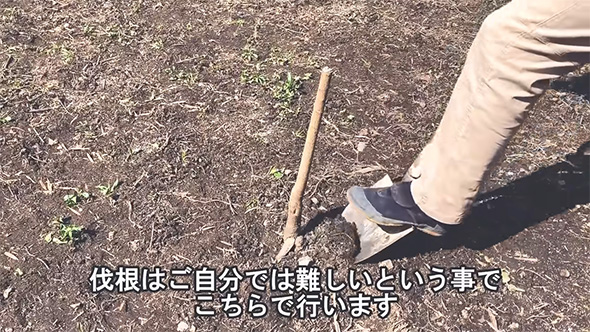 伐根はご自分では