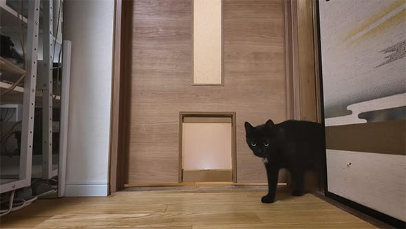 ふすまから出てきた猫