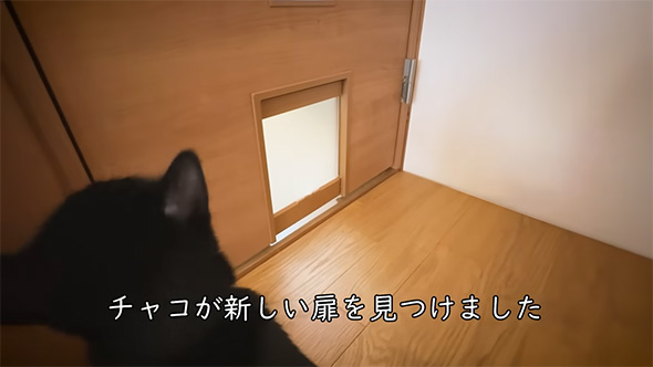 チャコが新しい扉を