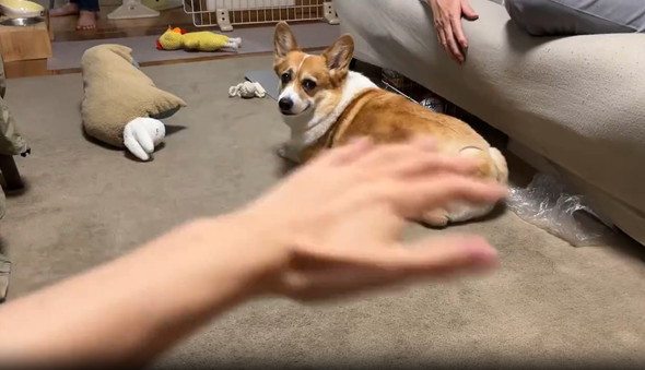 エアーなでなで見たワンコ