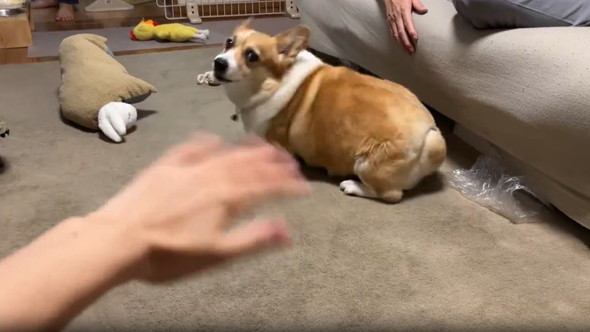 エアーなでなで見たワンコ