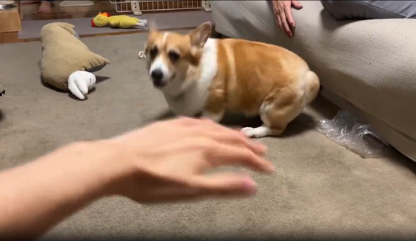 エアーなでなで見たワンコ