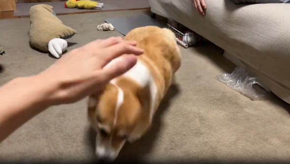 エアーなでなで見たワンコ