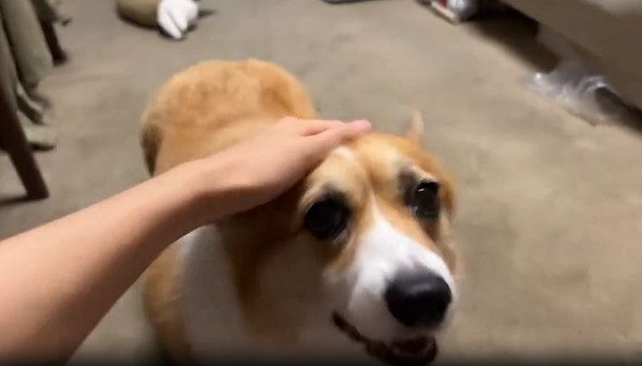 エアーなでなで見たワンコ