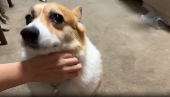 エアーなでなで見たワンコ