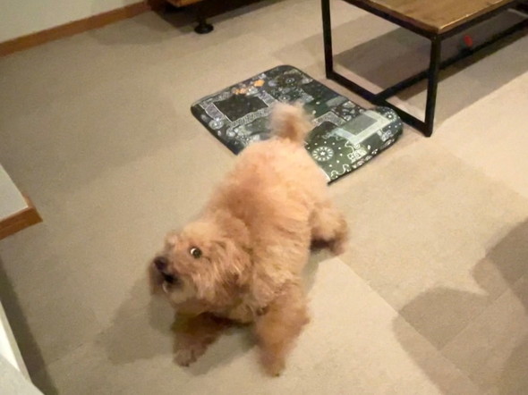 病院嫌がるワンコ