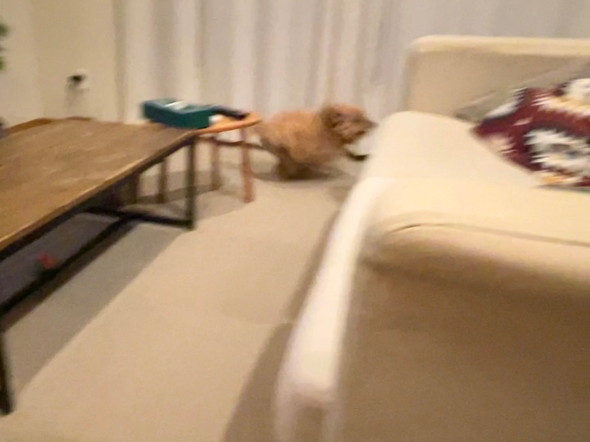 病院嫌がるワンコ