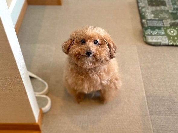 にっこりトイプー