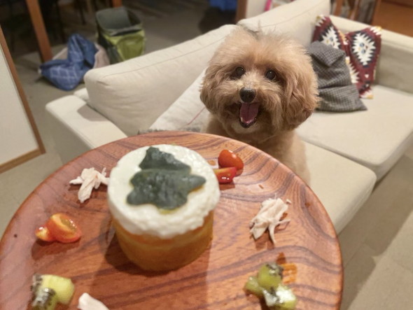 ケーキ見て喜ぶトイプー