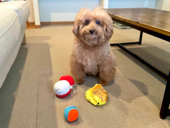 おもちゃ集めるトイプー