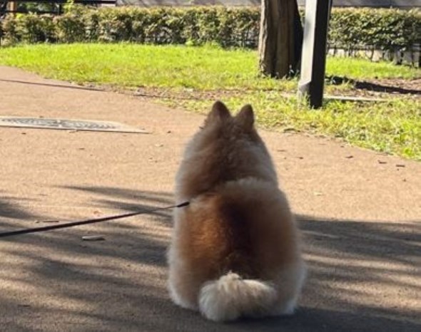 おポメのこむぎくんの後ろ姿