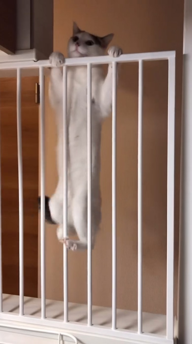 猫のキッチン侵入防止柵