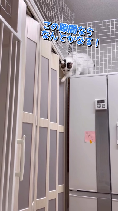 猫のキッチン侵入防止柵