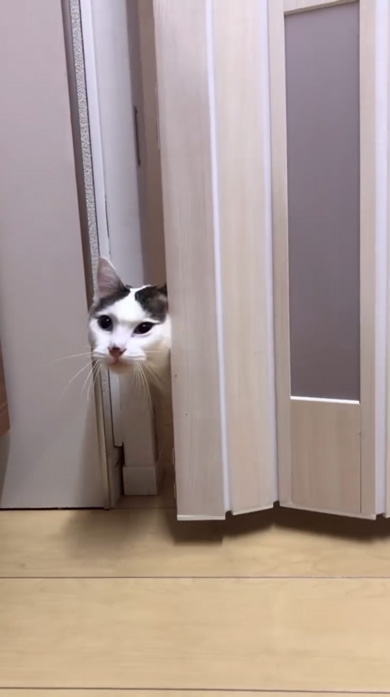 猫のキッチン侵入防止柵