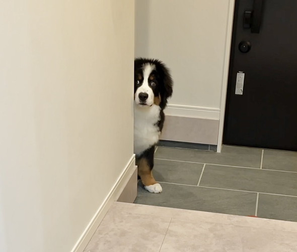 バーニーズマウンテンのワンコのパピー時代