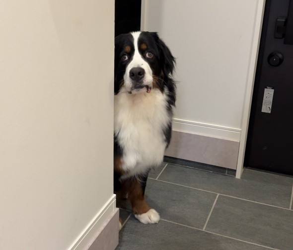 バーニーズマウンテンのワンコの1歳