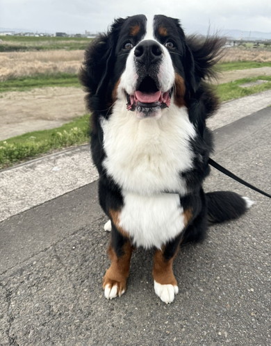 お散歩中のバーニーズマウンテンのワンコ