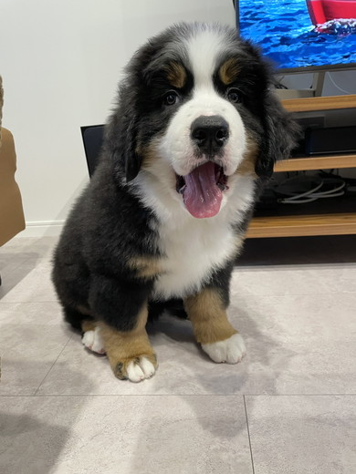 バーニーズマウンテンのワンコのパピー時代