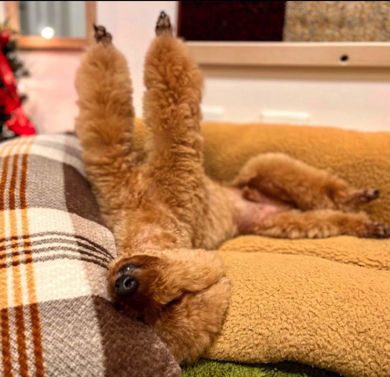 寝相のクセが強い